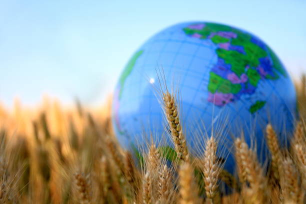 istock wheat field ready to be harvested 1160751864
