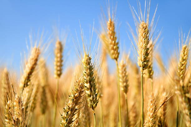 istock Wheat field in summer 1160751986