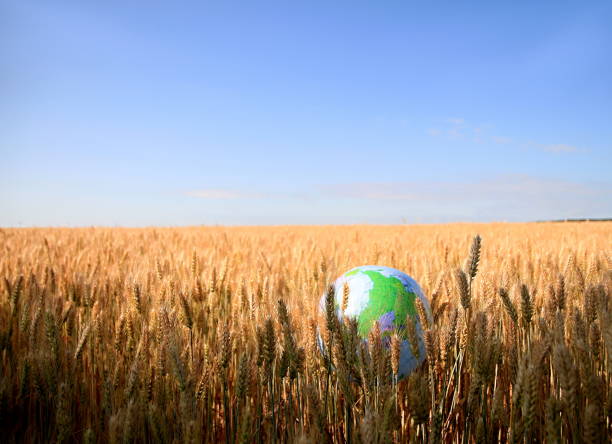 istock wheat field ready to be harvested 1160752130