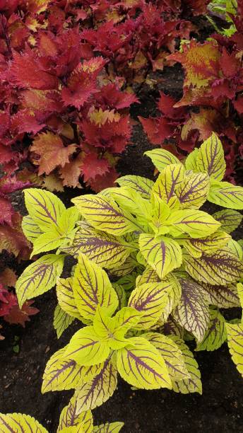 istock Close up of leaves 1160753484