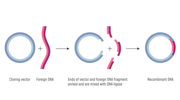 gen klonen. dna rekombinant - chromatid stock-grafiken, -clipart, -cartoons und -symbole