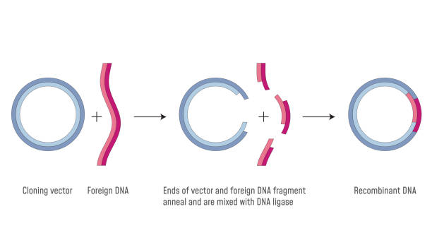 illustrazioni stock, clip art, cartoni animati e icone di tendenza di clonazione genica. ricombinante di dna - dna genetic research medicine therapy