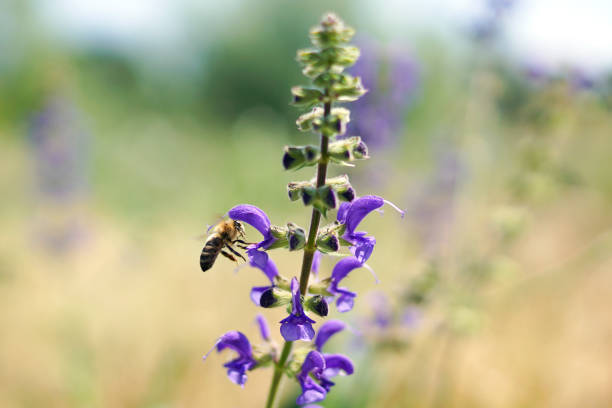 istock A honeybee pollinating a purple flower 1160754015