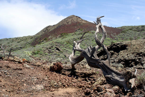 istock dead tree close to a volcano, lava desert on el Hierro 1160754992