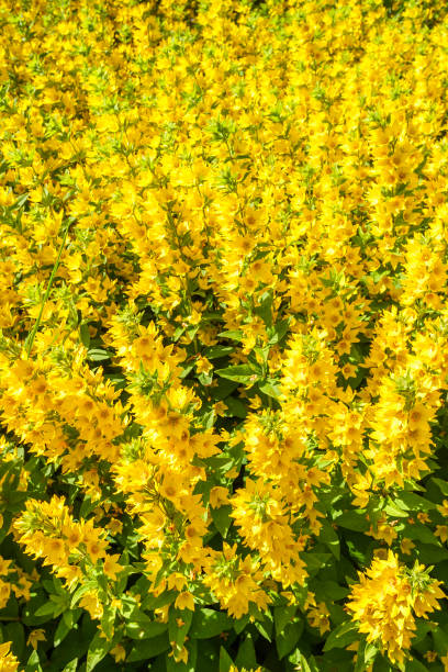 istock Yellow pattern of blooming flowers 1160755340