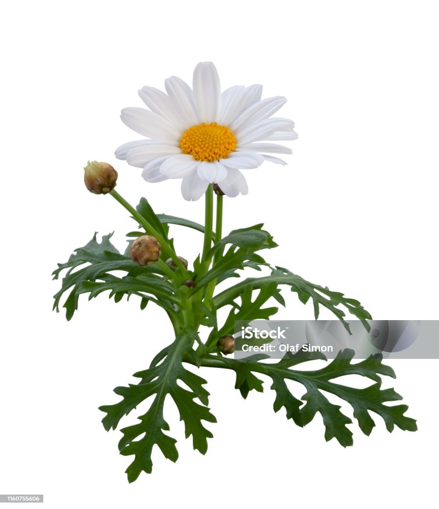 Hoa Cúc Tuyệt Vời Với Chồi Và Lá Xanh Được Cô Lập Trên Nền Trắng ...