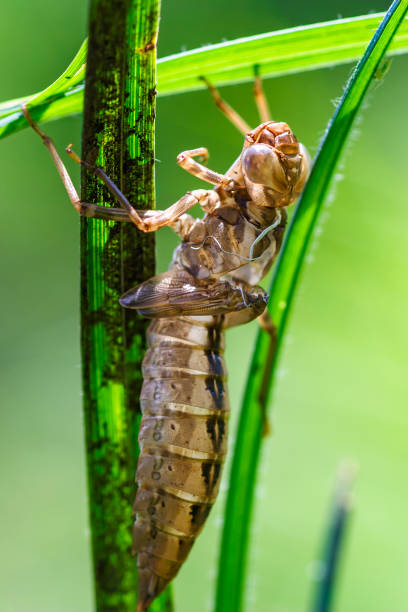 istock Shell of a dragonfly on a blade of grass 1160756289