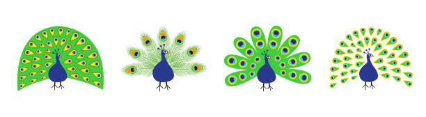 pfau-set-linie. federn sie den offenen schwanz. schöne exotische tropische vogel. zoo tiersammlung. nette zeichentrickfigur. dekorationselement. flaches design. weißer hintergrund. abgeschnitten. - peacock backgrounds animal bird stock-grafiken, -clipart, -cartoons und -symbole