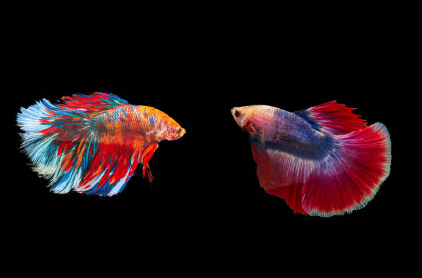 istock siamese betta fighting isolated on black background 1160758362