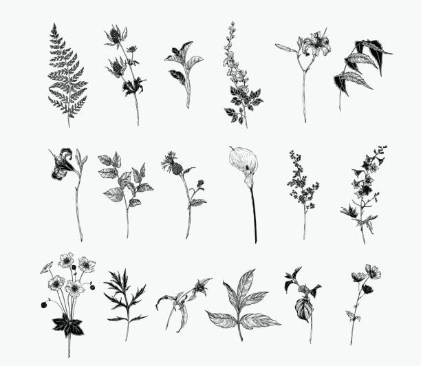 빈티지 야생 화 일러스트 세트입니다. 고립 된 흑백 식물 허브와 꽃 손으로 그린 그래픽. 고사리, 백합, 칼라, 아네모네, 살랄, 등나무, 델피니움 - 미나리아재비 stock illustrations