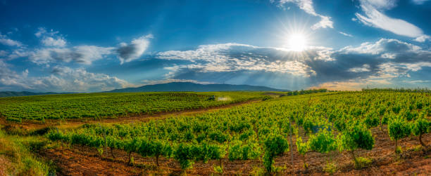 istock Panoramic view of a vineyard in Spain during a summer day sunrise - Image 1160759091