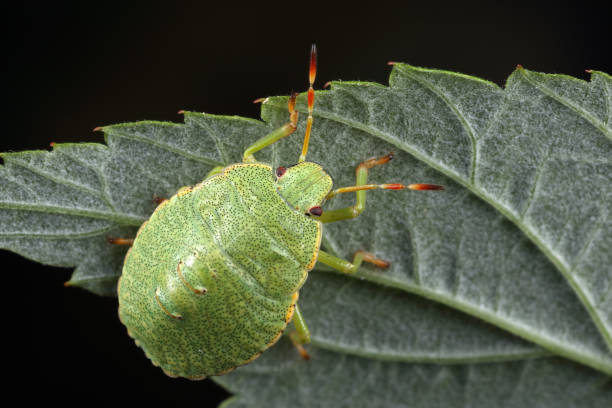 Nezara viridula, commonly known as the southern green stink bug (USA), southern green shield bug (UK) or green vegetable bug (Australia and New Zealand), is a plant-feeding stink bug.