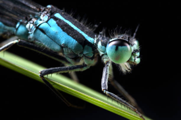 istock Coenagrion puella 1160759936