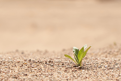 Horizontal shot of alone seedling growing in a desert sand. The concept of survival. Photo with copy space.