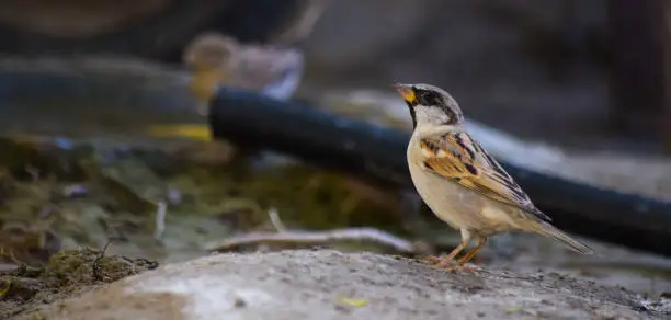 sparrow bird on land outdoor