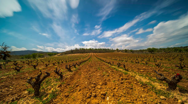 istock Panoramic view of a vineyard in Spain during a sunny day with a big blue sky - Image 1160761334