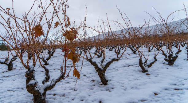 istock Panoramic view of a vineyard in Spain during a winter day with snow and a cloudy sky - Image 1160761335