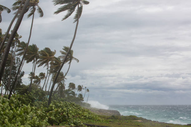 Scenic coastal vista at the Volcanoes National Park on the Big Island of Hawaii with a grove of palm trees in the foreground
