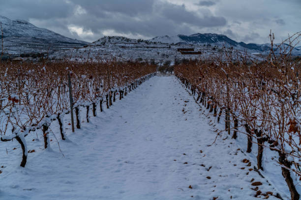 istock Panoramic view of a vineyard in Spain during a winter sunset with snow and a cloudy sky - Image 1160761421