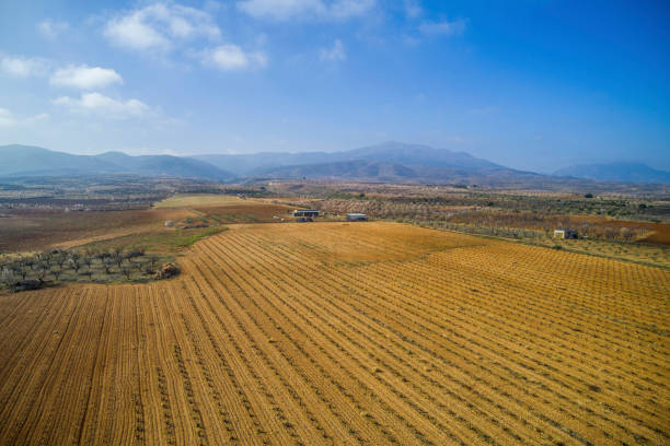 Aerial view of a vineyard during a winter sunny day - Drone image