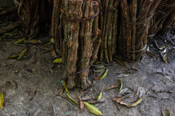 lots of Ayahuasca before cooking in the Amazon jungle Ayahuasca Plant or Yage. Banisteriopsis caapi vine. Tradtional plant medicine. liana of the soul, liana of the dead, spirit liana. woody vine. Shamans and ceremonies in Peru banisteriopsis caapi stock pictures, royalty-free photos & images