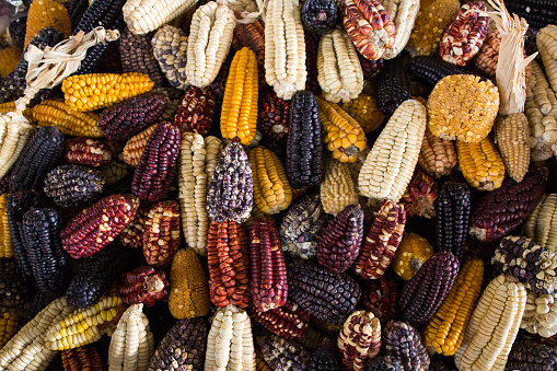 Multi colored corn cobs at a market. Close up of decorative corn. Different types of corn in a store in peru. food for Inca and Maya people around Central and South America