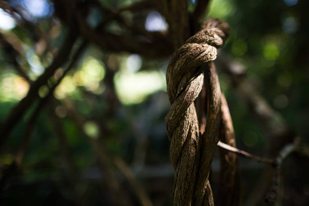 l'ayahuasca pousse dans la jungle. rayon de soleil sur la vigne. espace pour le texte - anatolya photos et images de collection
