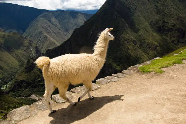 Photo of Llama walks in the mountains Machu Picchu. The ancient Inca city of Peru