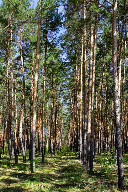 istock trail in the pine forest in the summer 1160761869