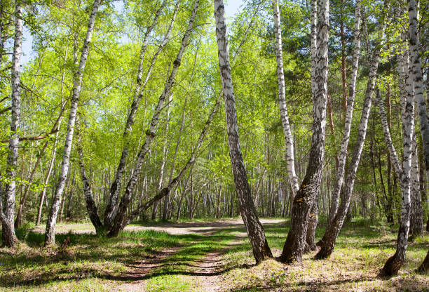 istock birch forest in the early spring on a sunny day 1160761875