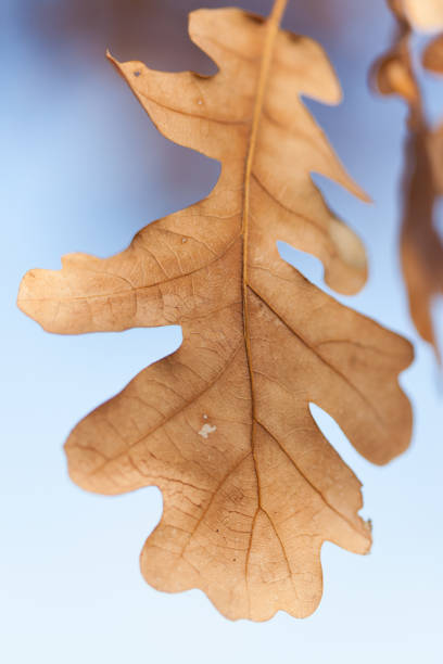 istock Lone dry  leaf among the branches of trees in the fall forest 1160761981