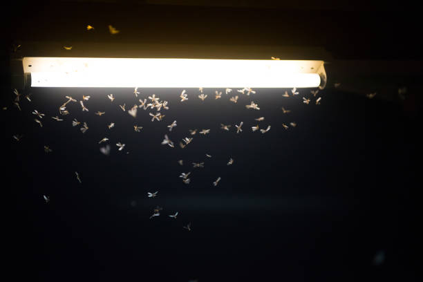 istock blur moth flying in the fire ,the neon light in night time, it's raining time. 1160763127