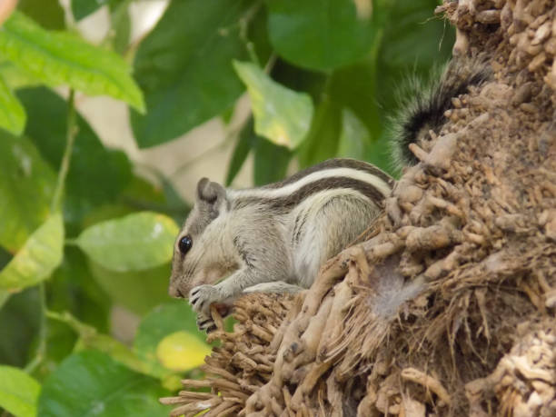 écureuil mâle actif de baoutchistan blanc et noir sur la paume - squirrel red squirrel black forest forest photos et images de collection