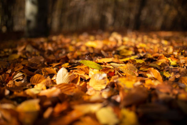 istock Autumn leaves on forest ground 1160764675