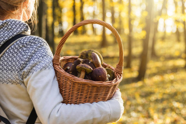 mujer con setas en cesta de mimbre en el bosque de otoño. - healthy eating food vegetable fungus fotografías e imágenes de stock