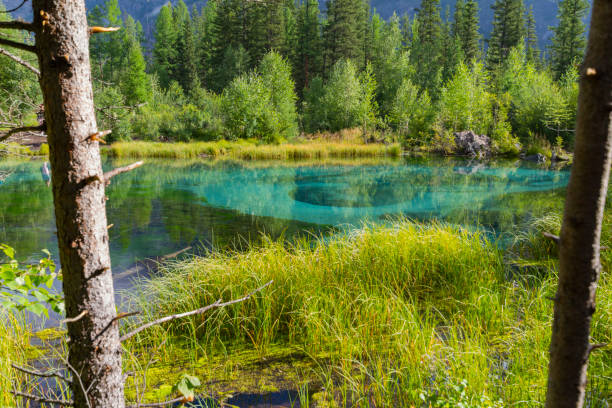 istock The green thermal lake 1160766097