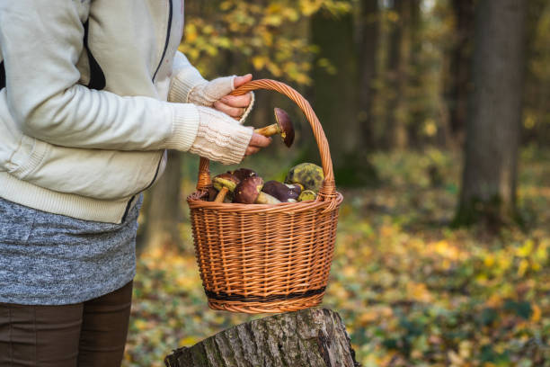 istock Woman picking mushroom into wicker basket in autumn forest. 1160766270