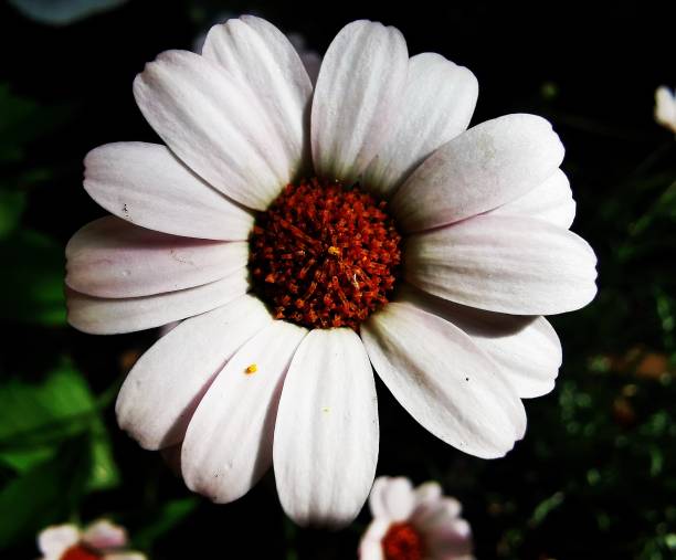 Actinotus helianthi is commonly called Flannel Flower due to the soft woolly feel of the plant. It is a spring to summer flowering plant.
