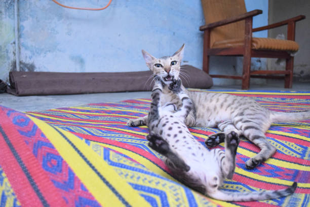 young cat fighting and enjoying with mother - kitten newborn animal domestic cat feline imagens e fotografias de stock