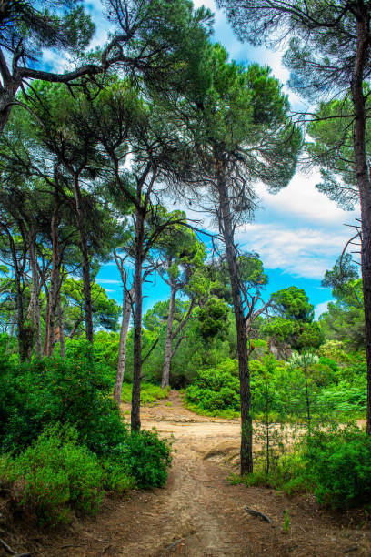 Image of the Greece island Skiathos  in the sunny day