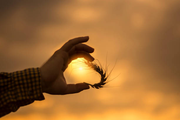 Close up of hand examining wheat growth