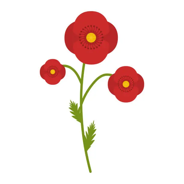 Vector illustration of Poppy field flower flat icon, wild flowers, plant vector illustration isolated on white background