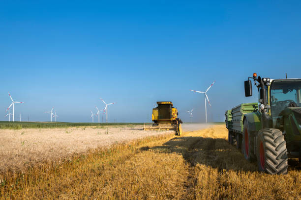 istock wheat harvest and wind farm turbines 1160771753
