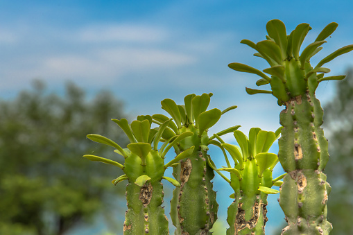 Column Cactus Plant - Cardon cactus
