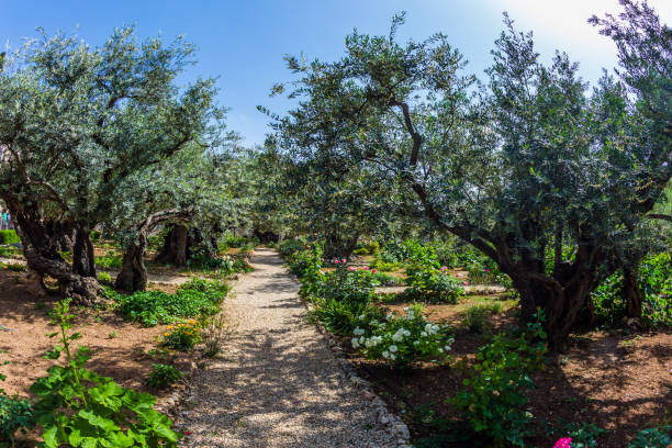istock The ancient Garden of Gethsemane 1160772563