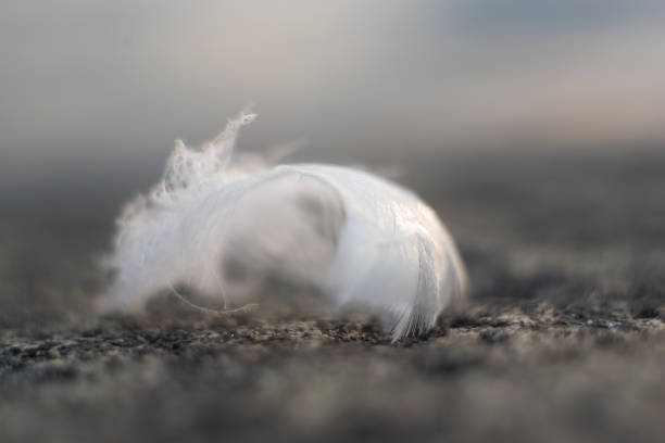 istock Close up light white bird feathers lying on the beach on the rocks. Selective focus. 1160773572