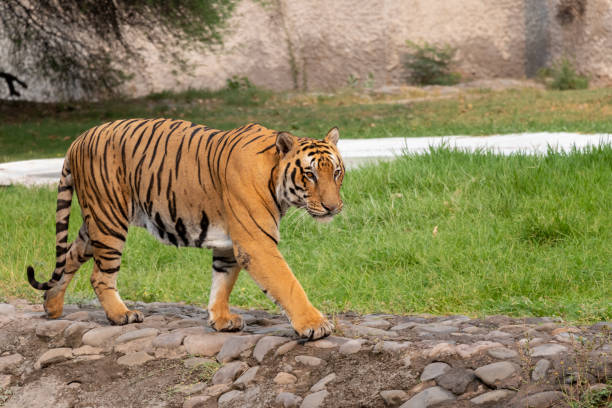Bengal Tiger walking in Zoological Park