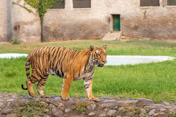 istock Bengal Tiger walking in Zoological Park 1160774823