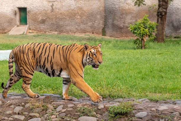 istock Bengal Tiger walking in Zoological Park 1160774830
