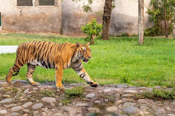istock Bengal Tiger walking in Zoological Park 1160774860